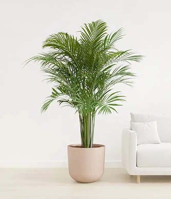 Areca Palm