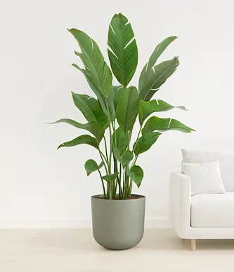 Bird of Paradise