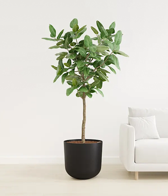 Ficus Audrey