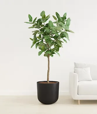 Ficus Audrey