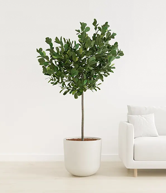 Ficus Mocalme