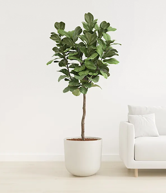 Fiddle Leaf Fig