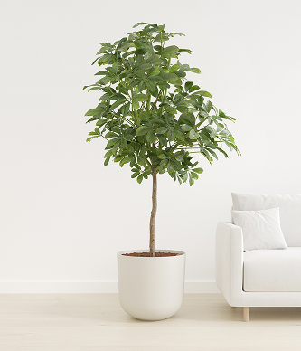 Marble Schefflera