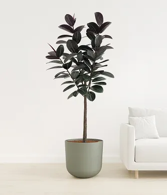 Rubber Tree