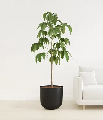 Schefflera Amate