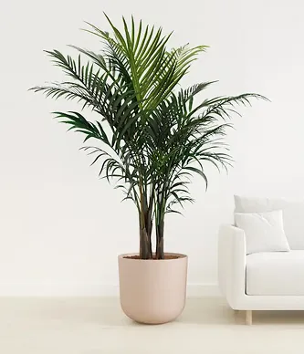 Spindle Palm Tree