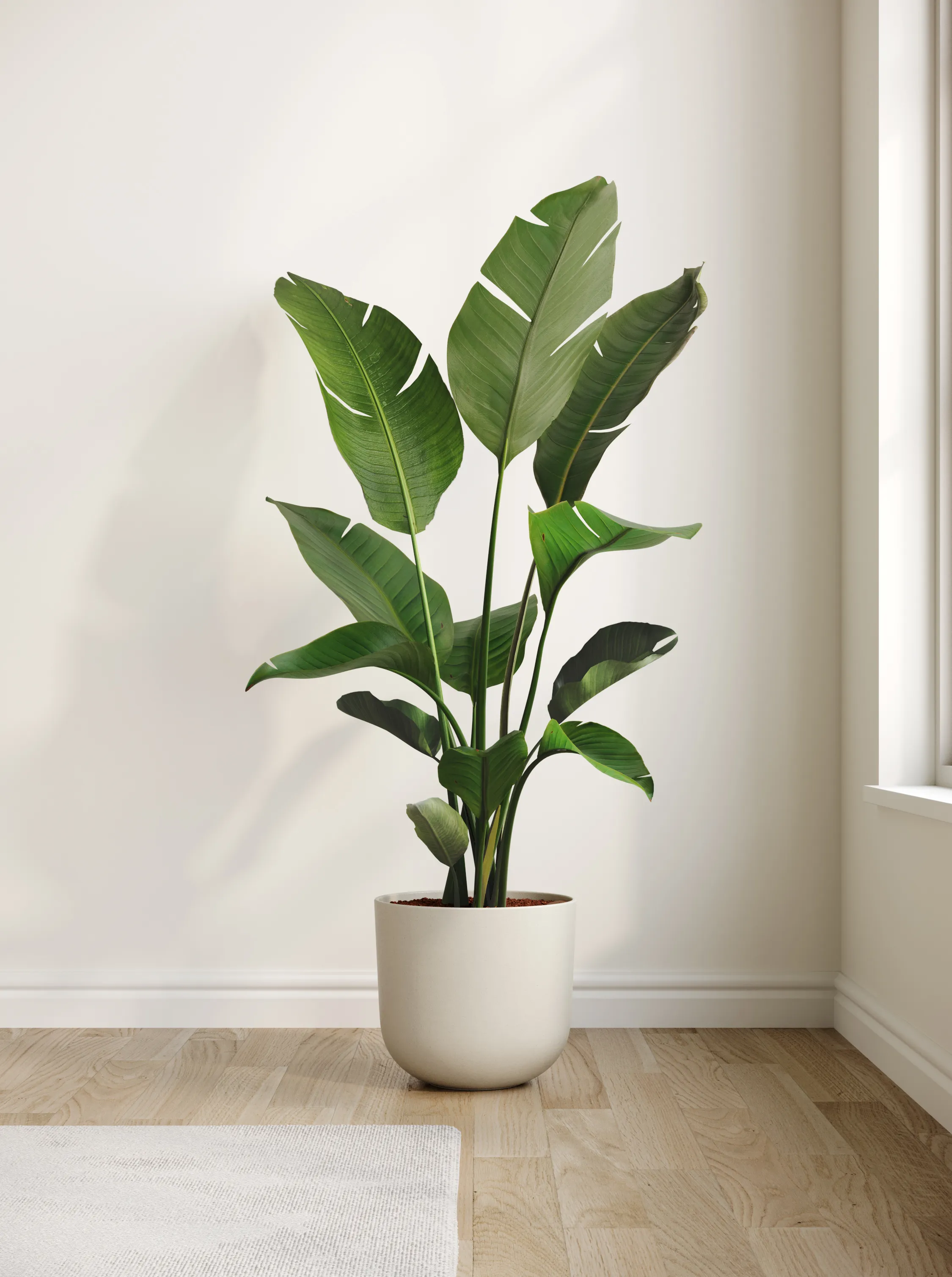 Huge plants