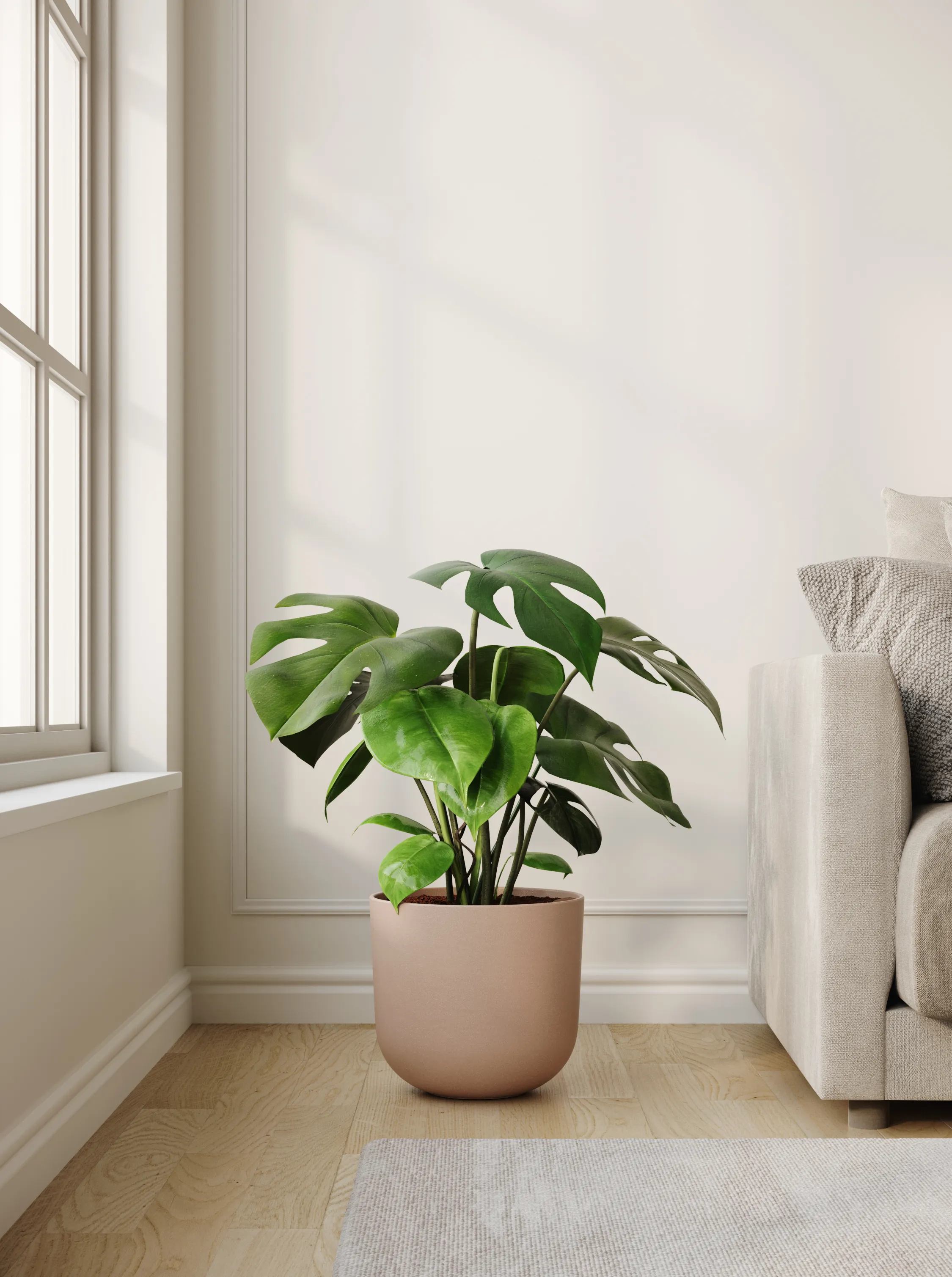 Large plants