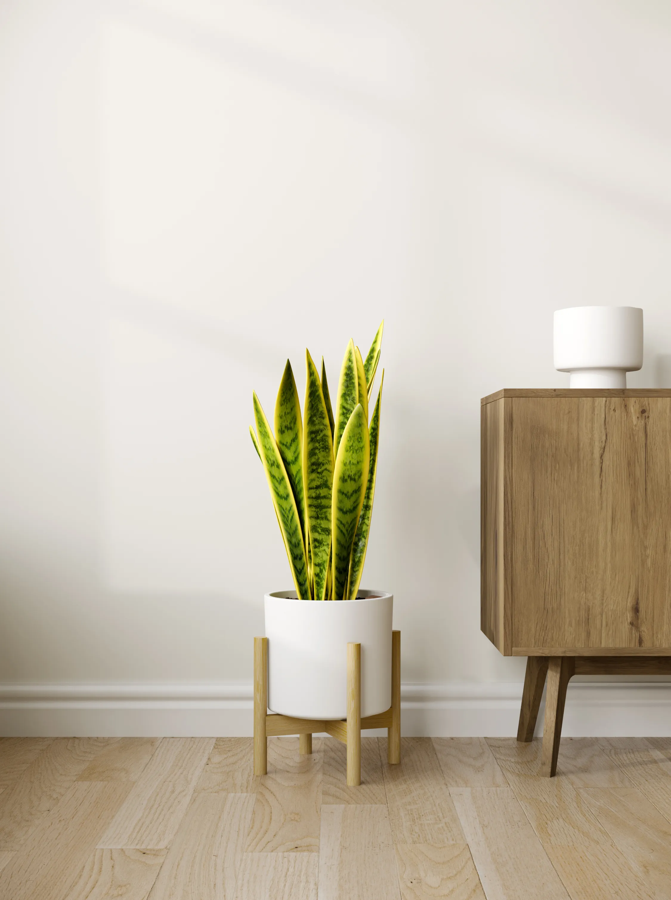 Medium plants